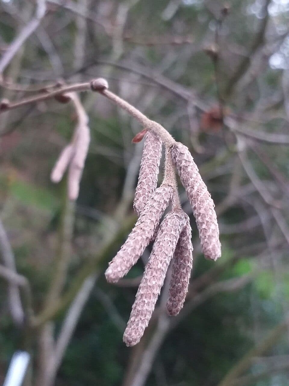 Chichibu-Birke 4