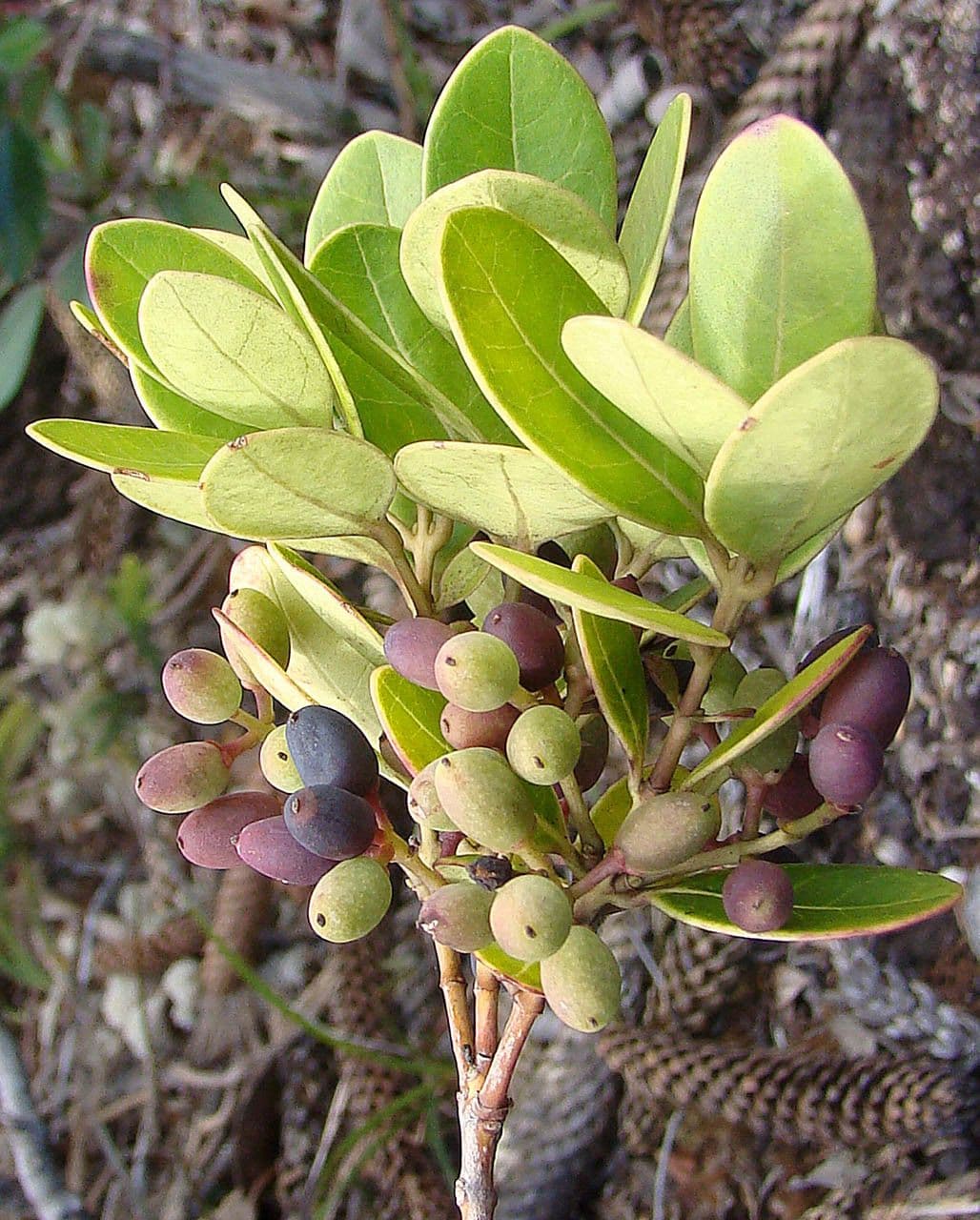Osmanthus 9