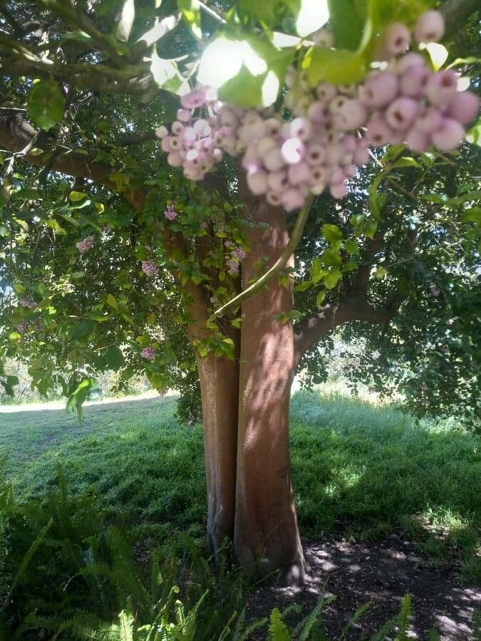 Syzygium 8