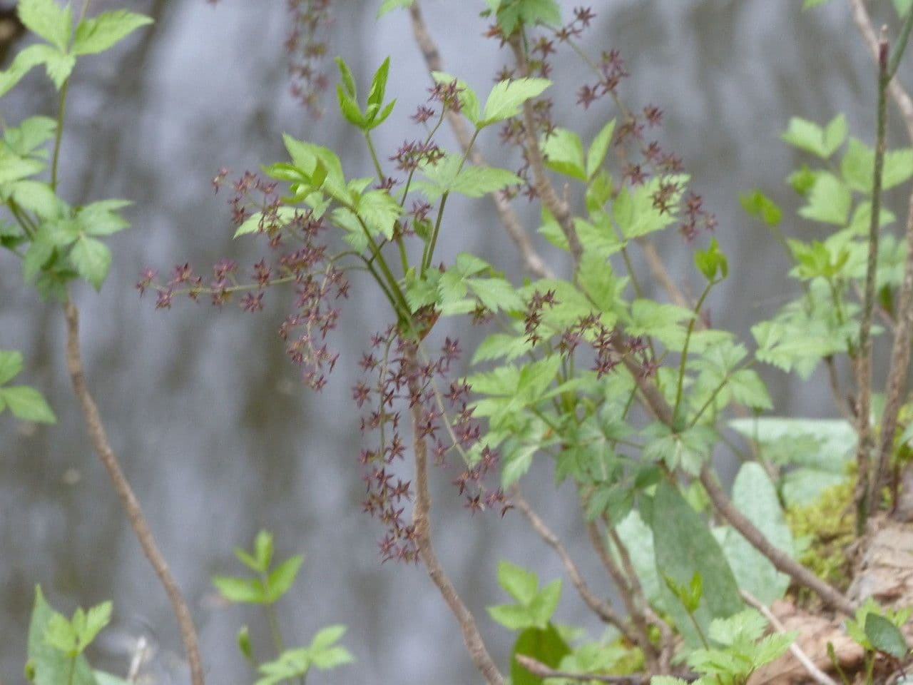 Xanthorhiza 11