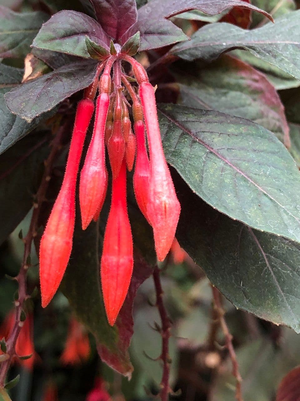 Fuchsien