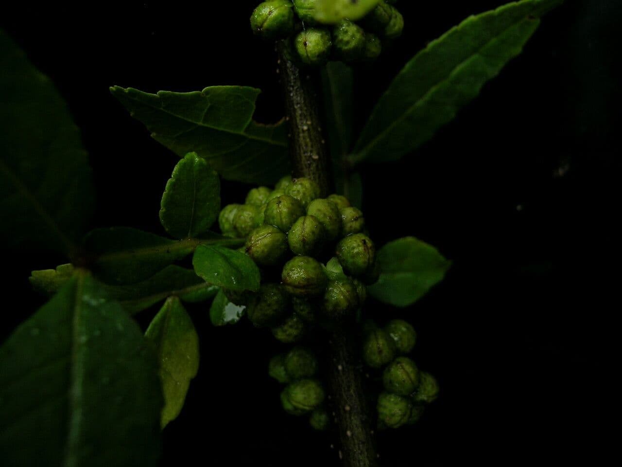 Dornblume