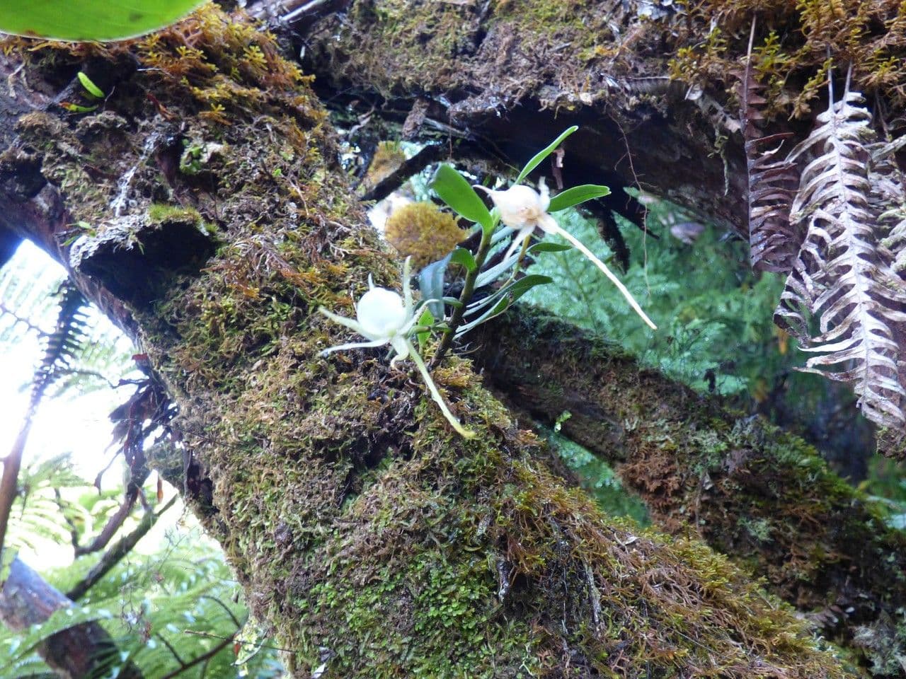 Orchidea 9