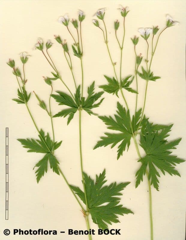 Geránium potočné 25