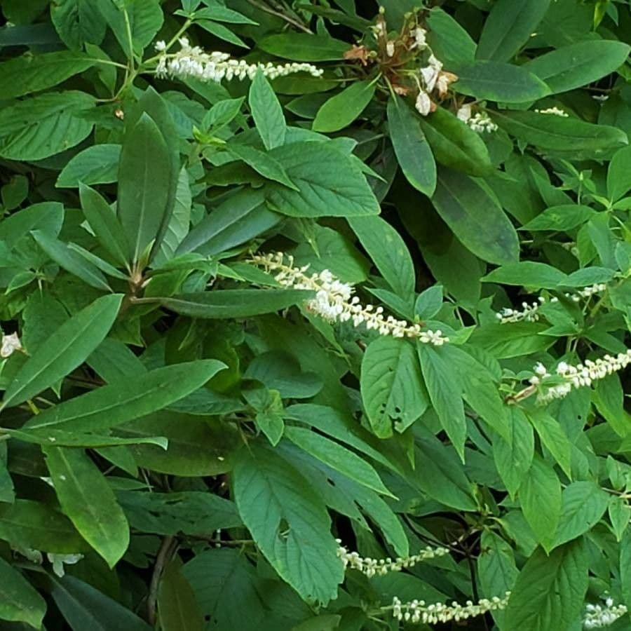 Clethra 10
