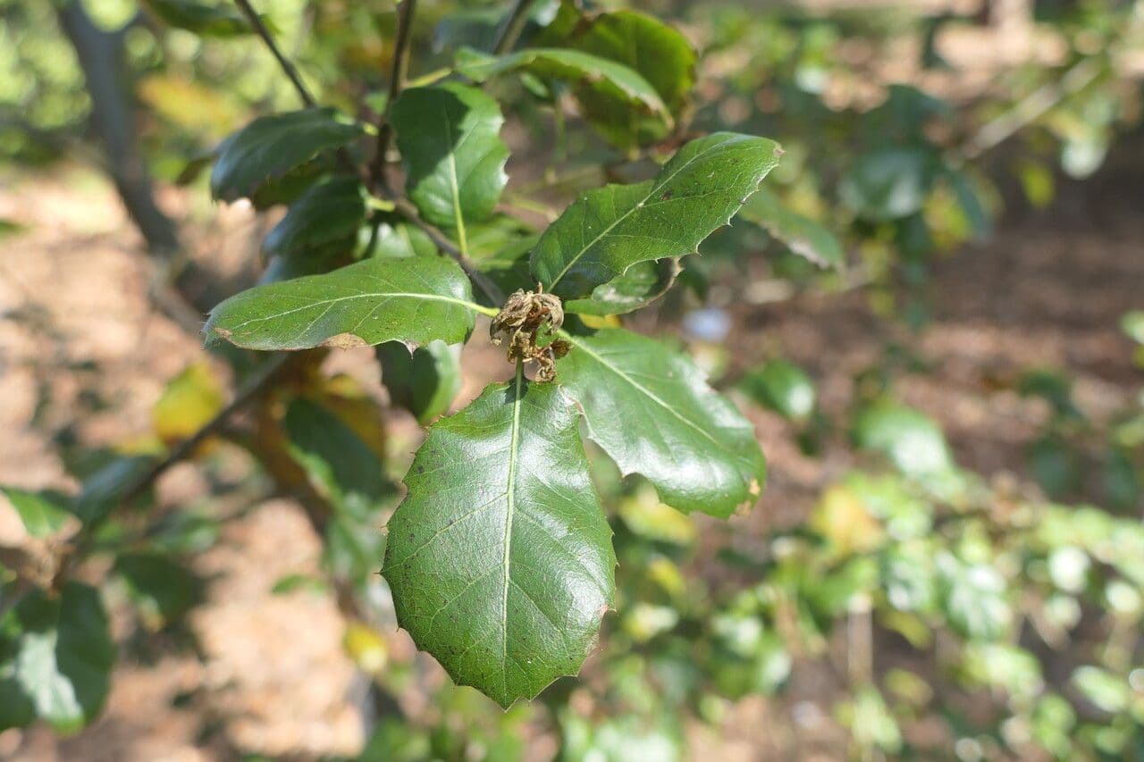 Quercia