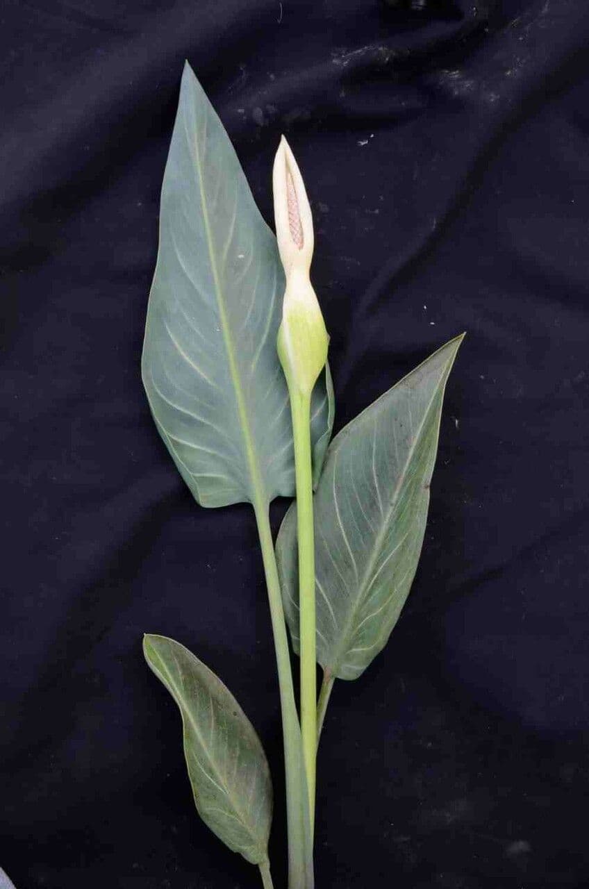 Xanthosoma 3