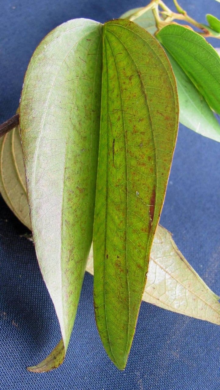 Bauhinia ungulata 15