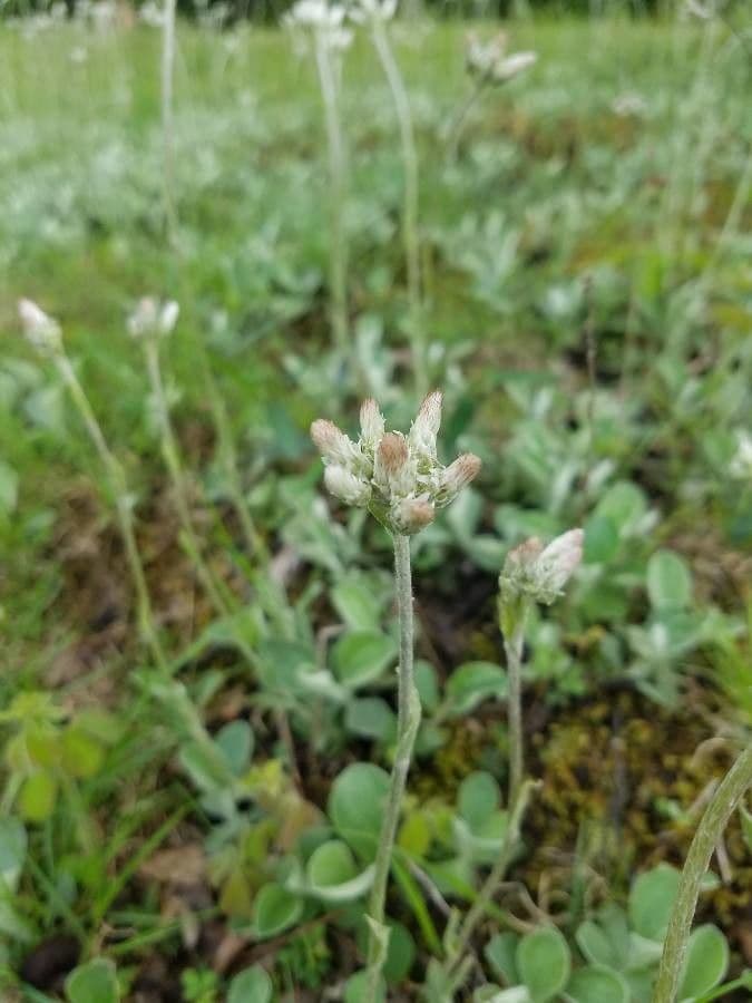 Antennaria de hoja de llantén 8