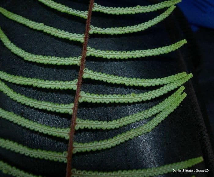 Gleichenia dicarpa 8