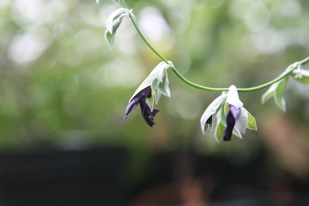 Salvia 2