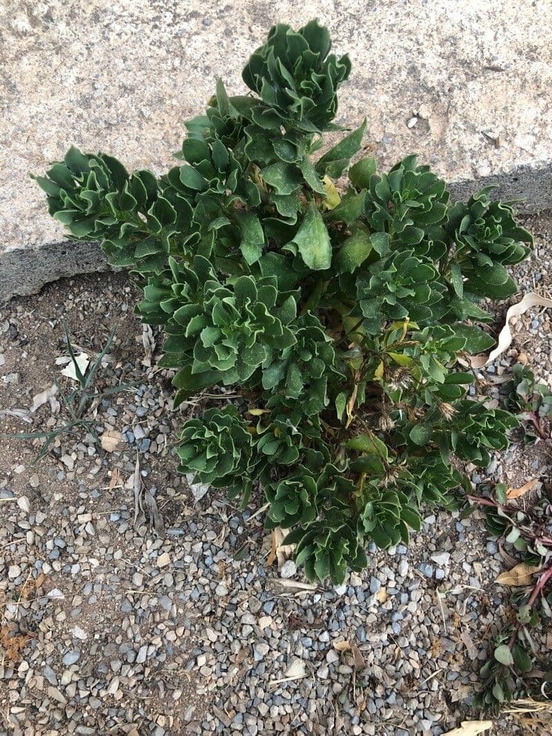 Fleabane glaucus 17