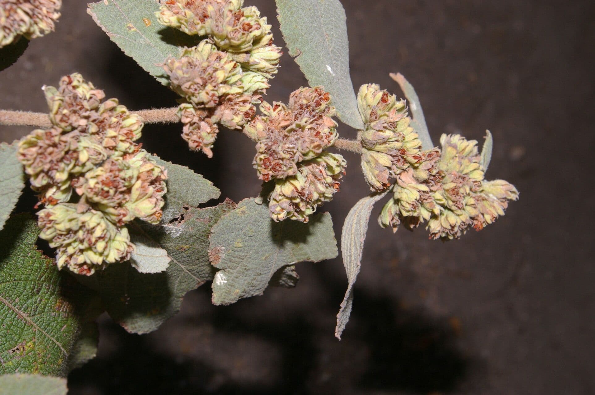 Waltheria 7