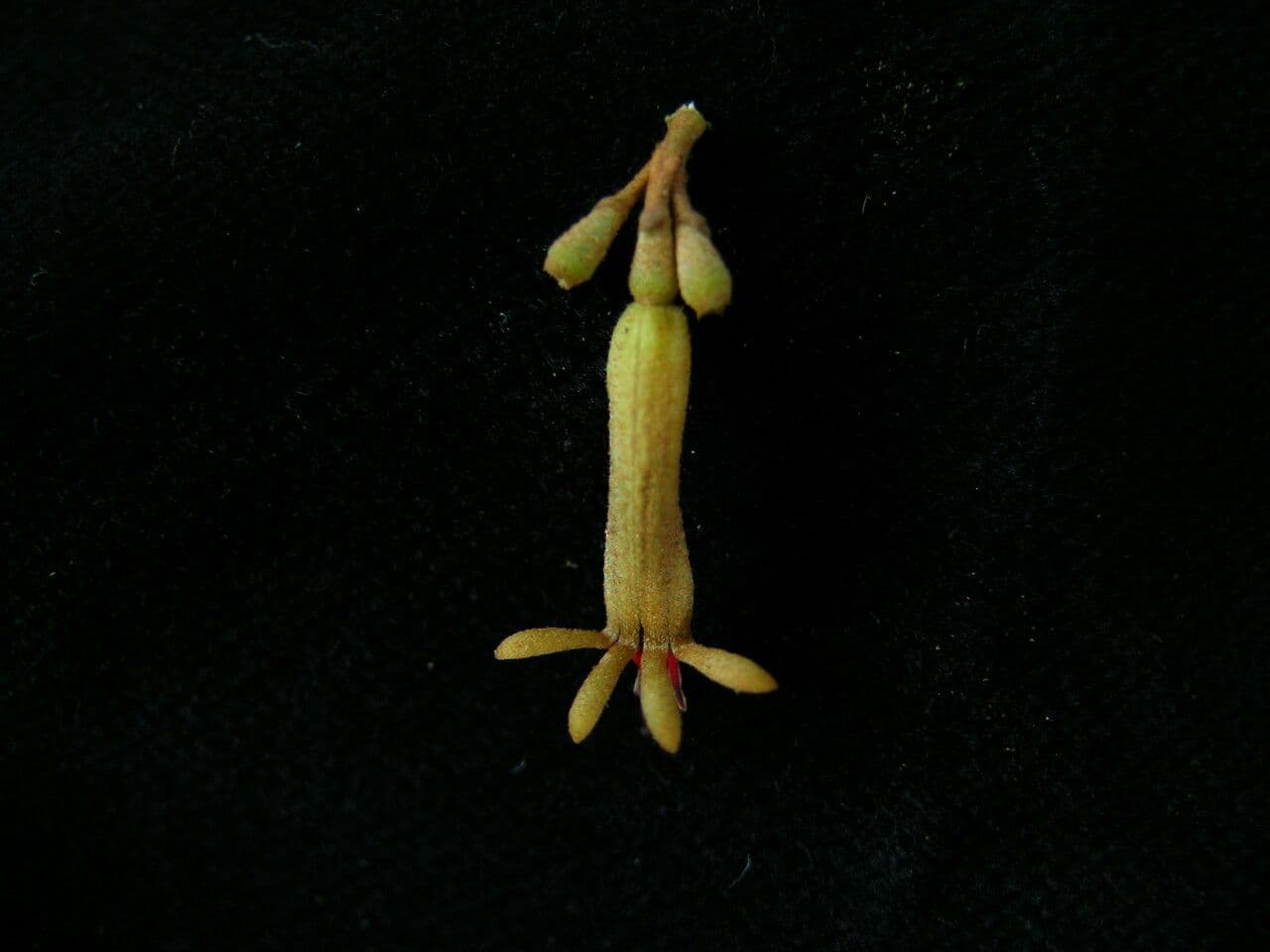 Scurrula parasitica 3