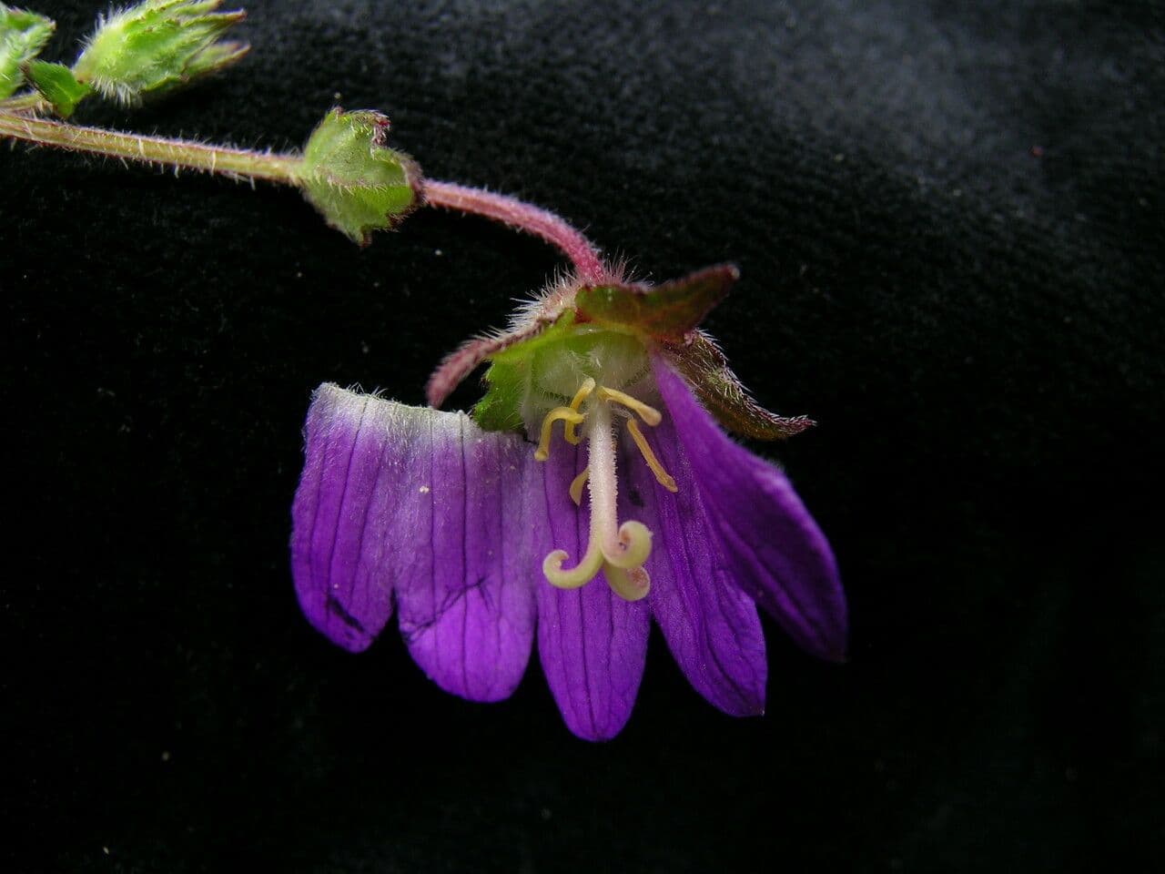 Campanula