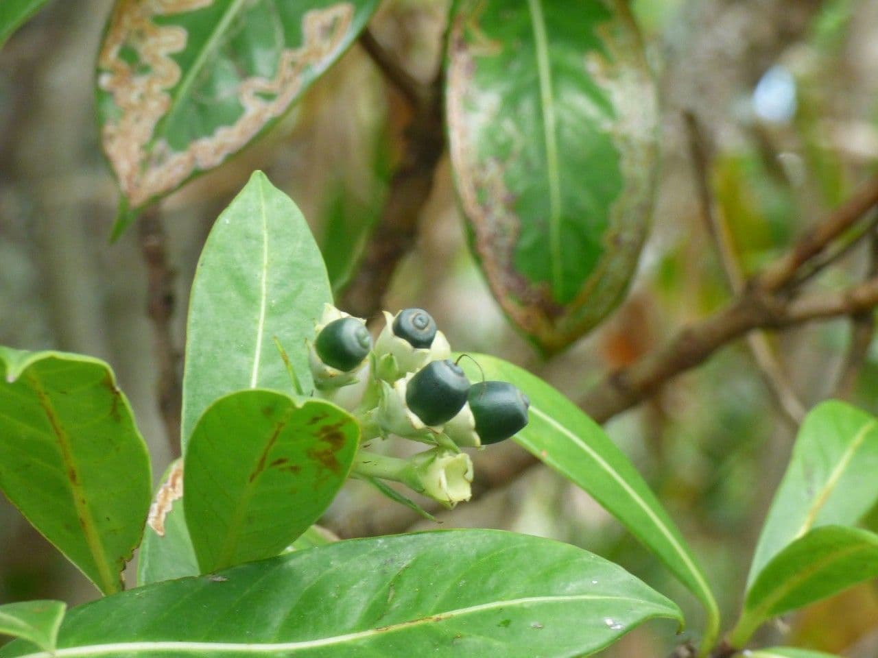 Chassalia 4