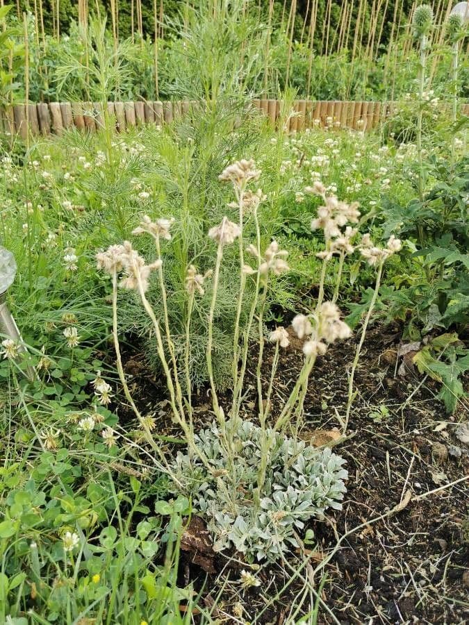 Antennaria parvifolia 7