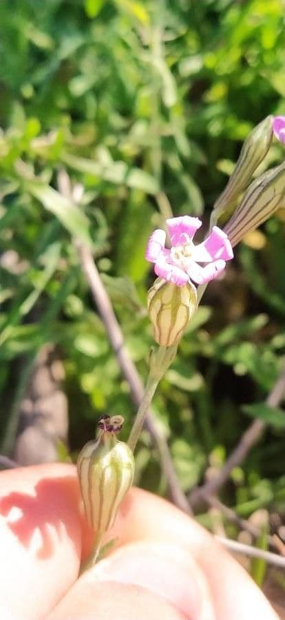 Silene secundiflora 9
