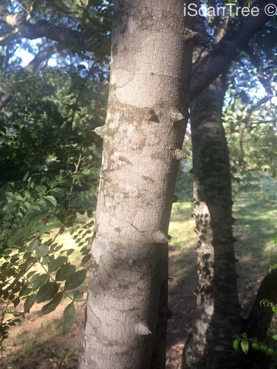 Zanthoxylum 19