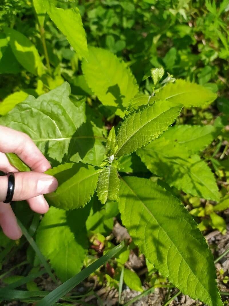 Penthorum sedoides 14