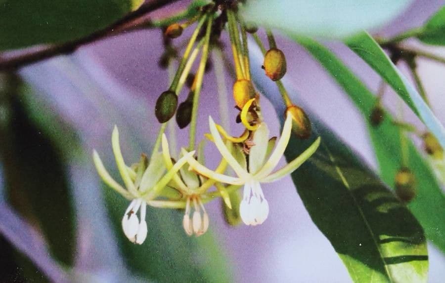 Hydnocarpus 2