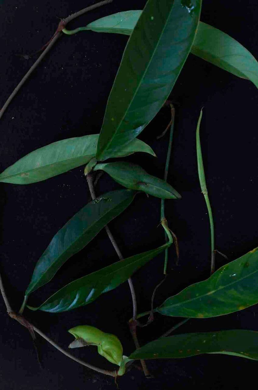 Filodendron 7