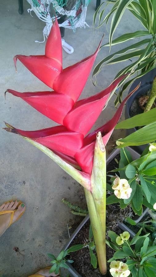 Fiore pappagallo 8
