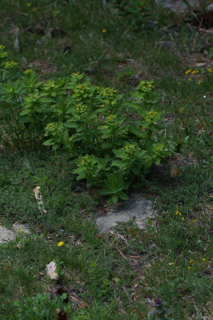 Irisches Wolfsmilch 13