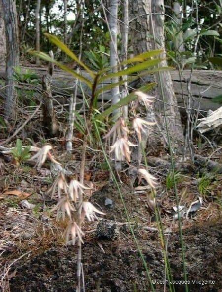 Dendrobium 11