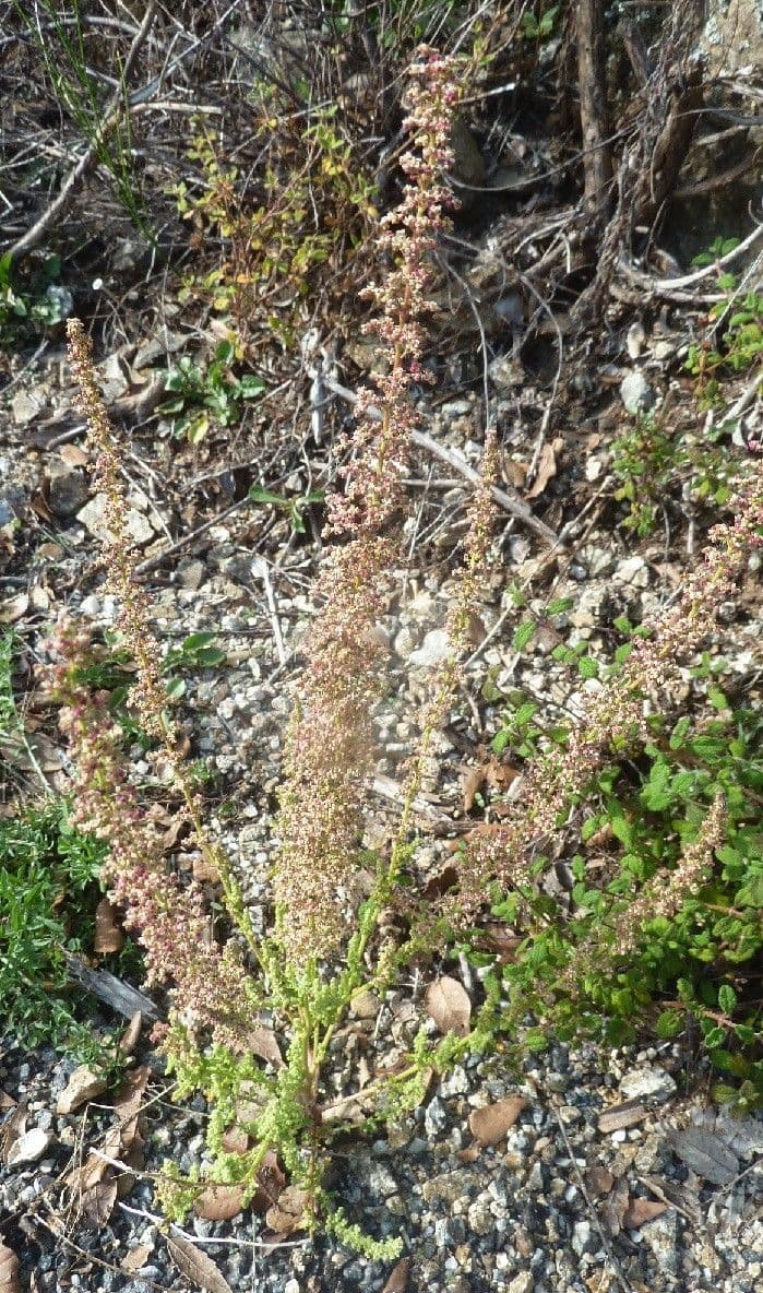 Chenopodio 8