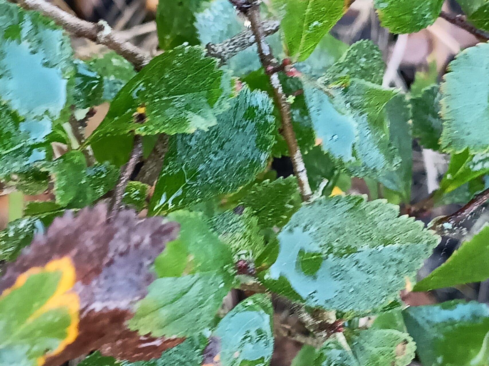 Dwarf hawthorn 3