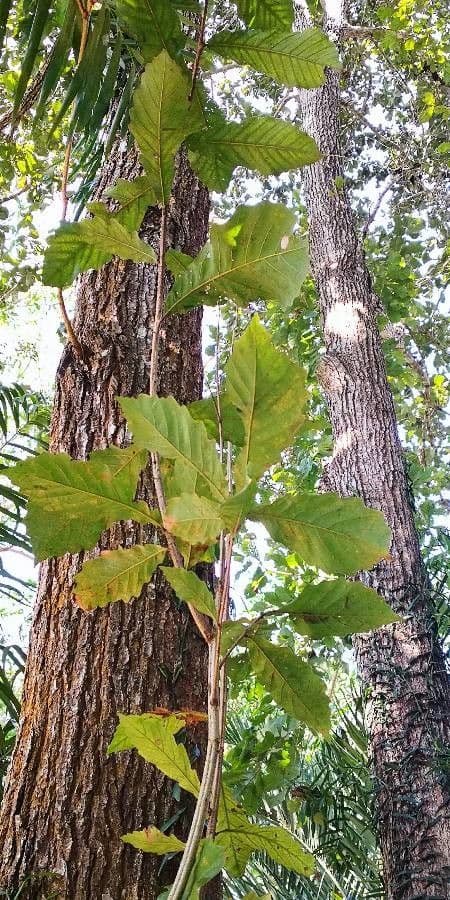 Quercia 6