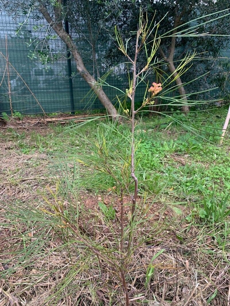 Grevillea Johnsonova 6