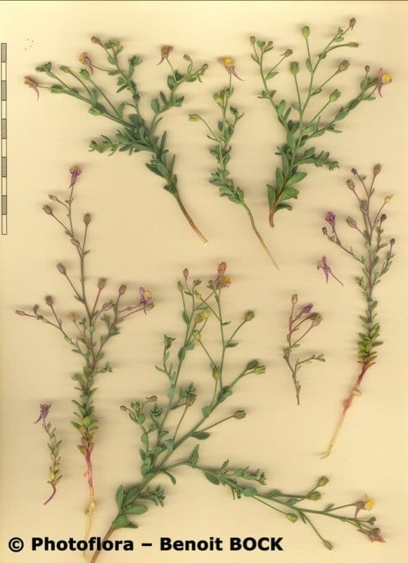 Feld-Leinkraut 22