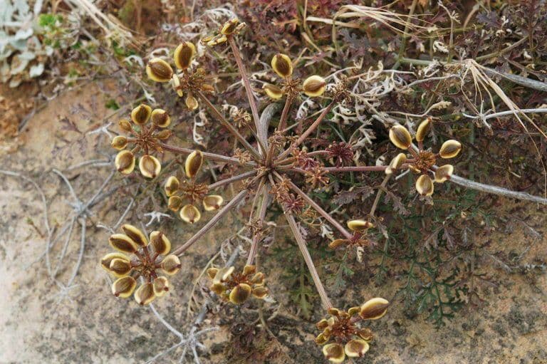 Lomatium Inselbewohner 5