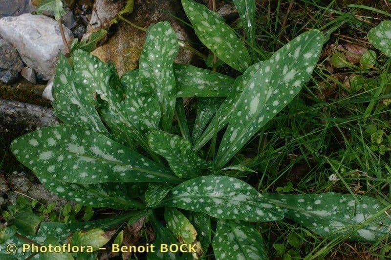 Cerinthe liscia 24