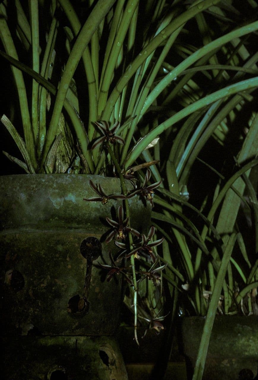 Cymbidium bicolore 2