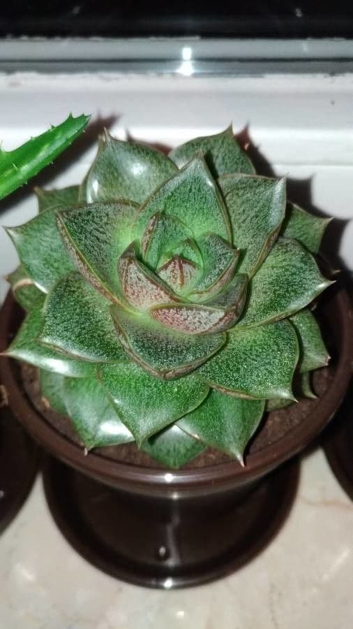 Echeveria 13