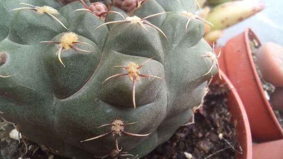 Cactus 21