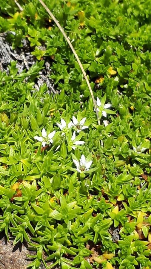 Minuartia 5