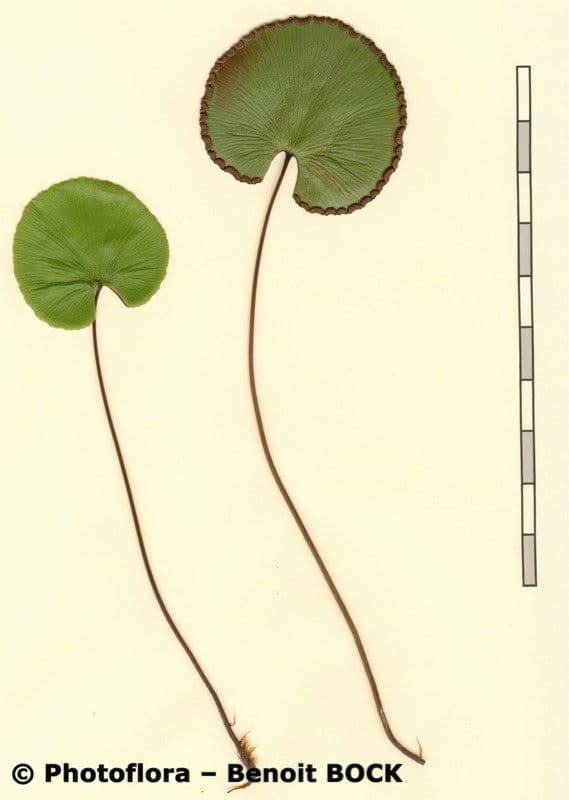 Sleziník 19