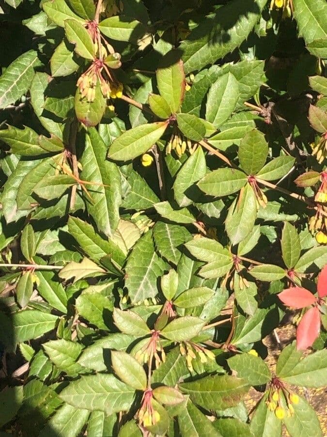 Manipur-Berberitze 2