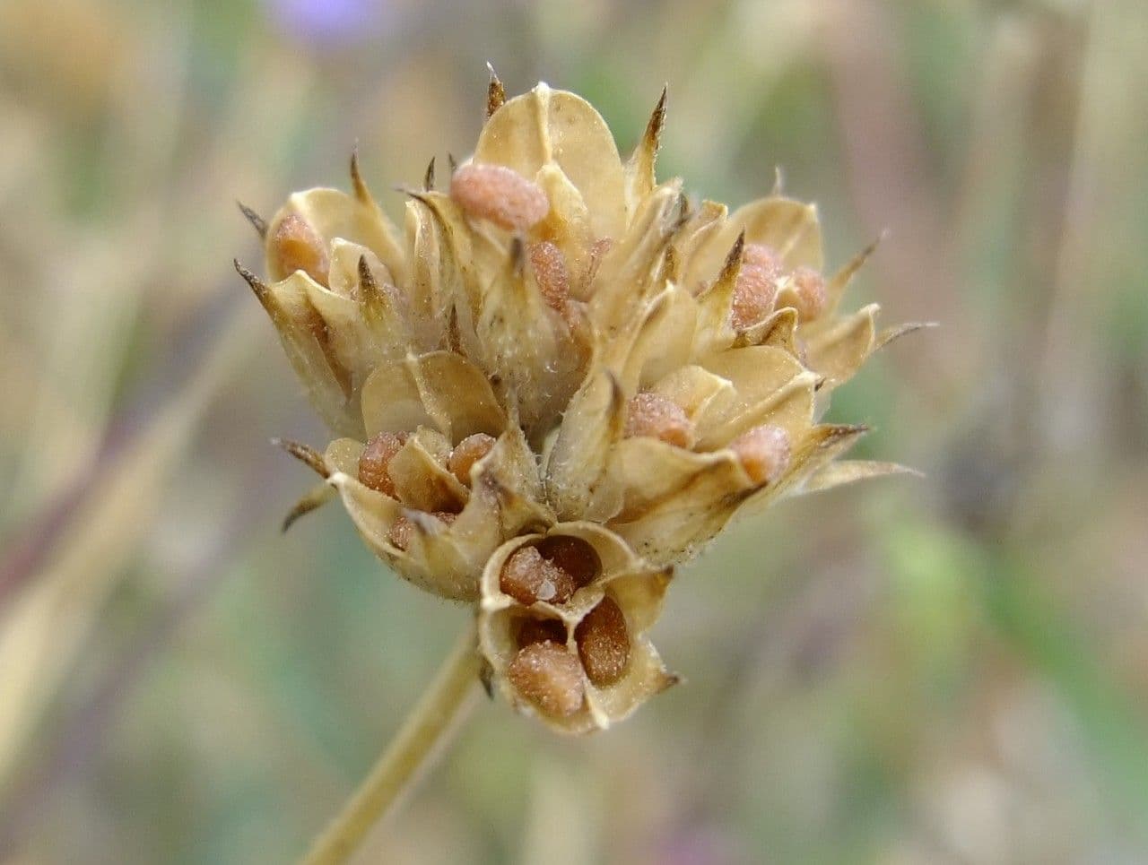 Gilia 4