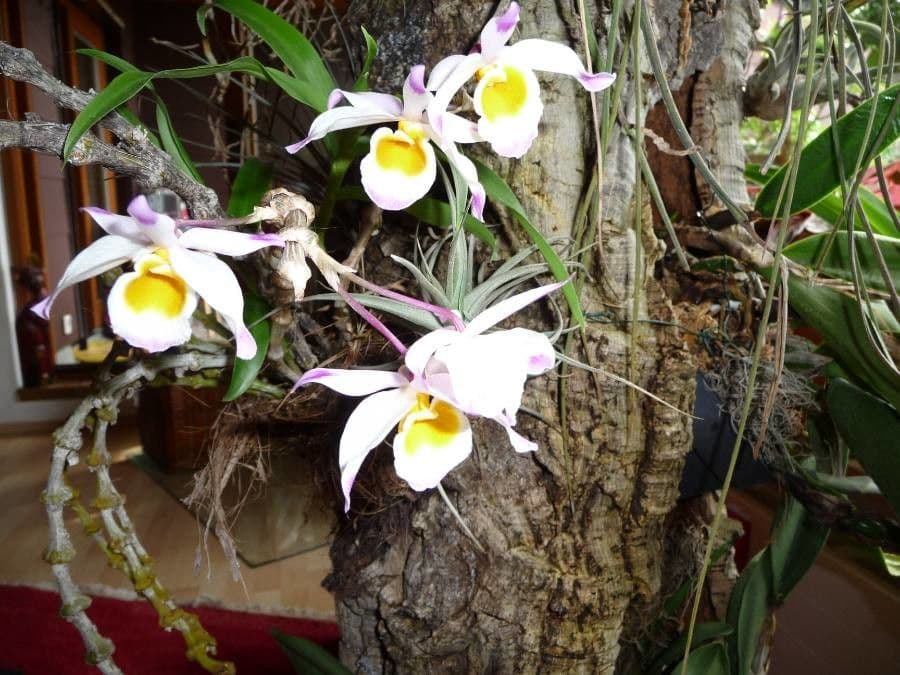 Orchidea scarpetta 4