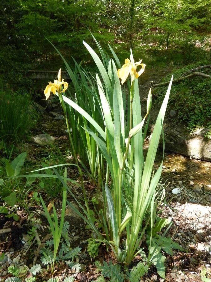 Sumpf-Schwertlilie 15