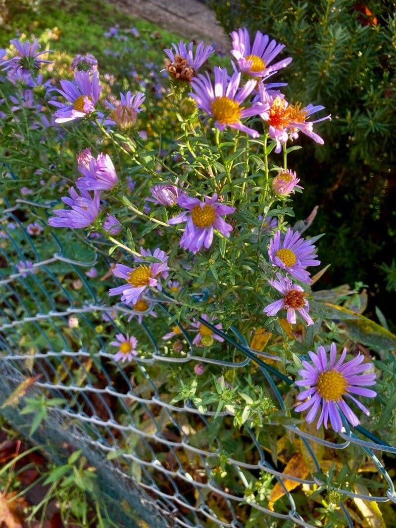 Glatte Aster