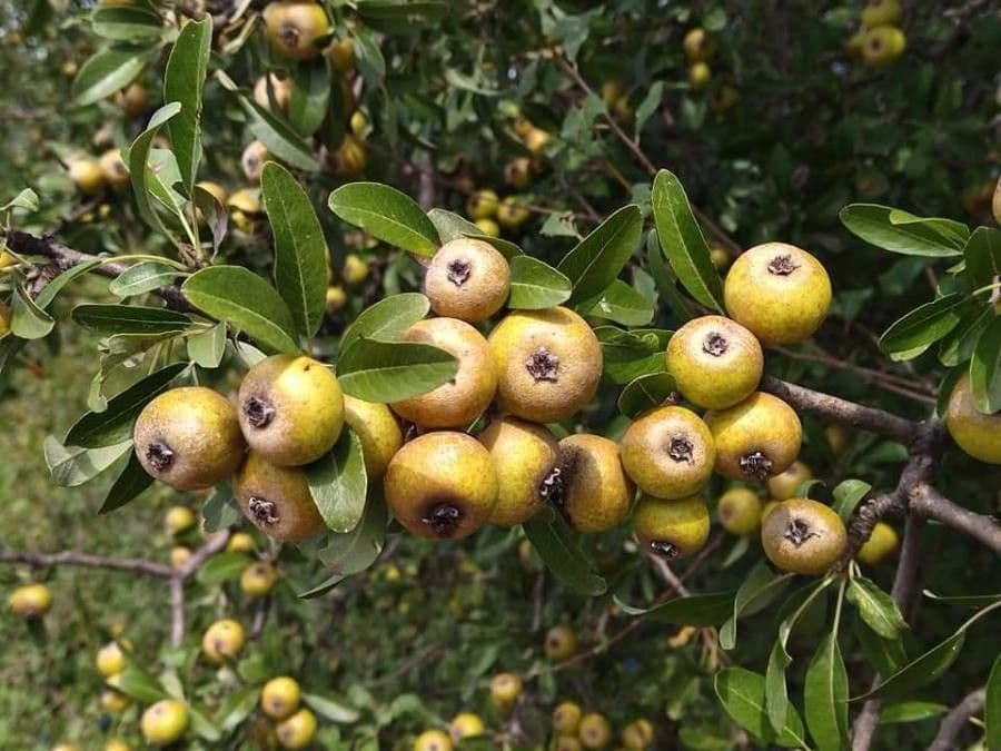 Peral de hoja de almendro 17