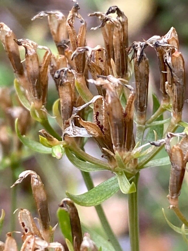 Centaurea minore 4