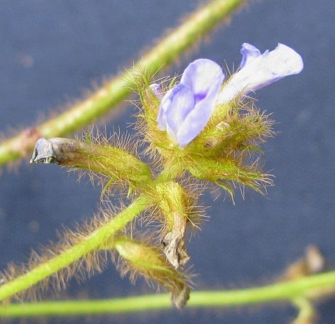 Calopogonium 5