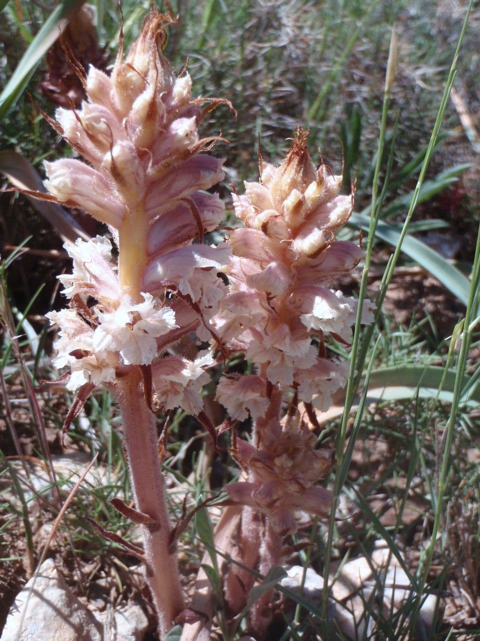 Orobanche amethystea 12